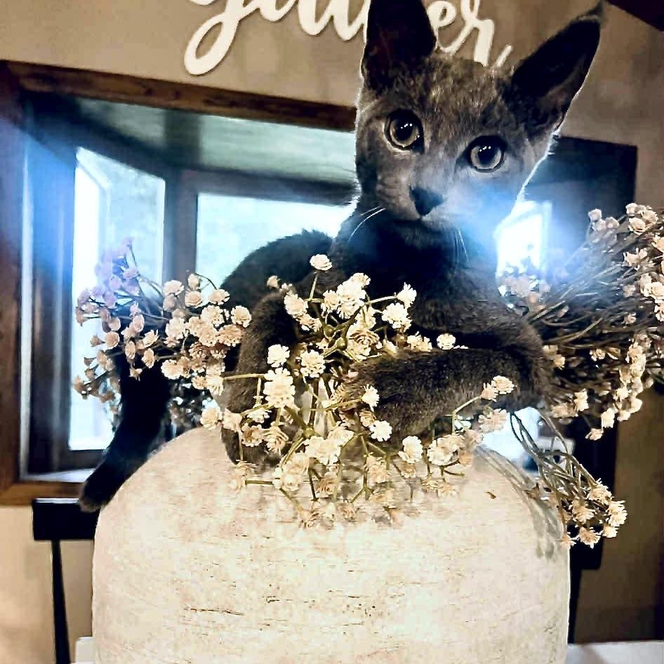 Nimbus, a Adoptable Domestic Short Hair in Fulton, NY image 5/6