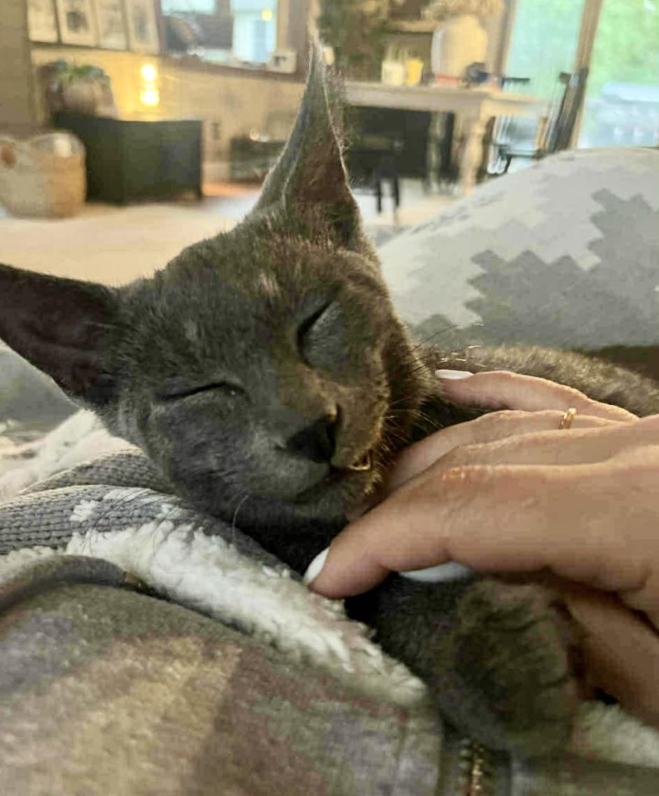 Nimbus, a Adoptable Domestic Short Hair in Fulton, NY image 6/6