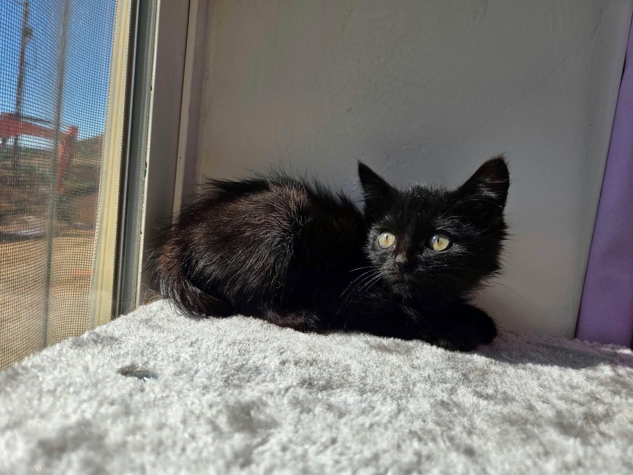 Enlarge Barrel, a Adoptable Domestic Short Hair in Roosevelt, UT image 1/1