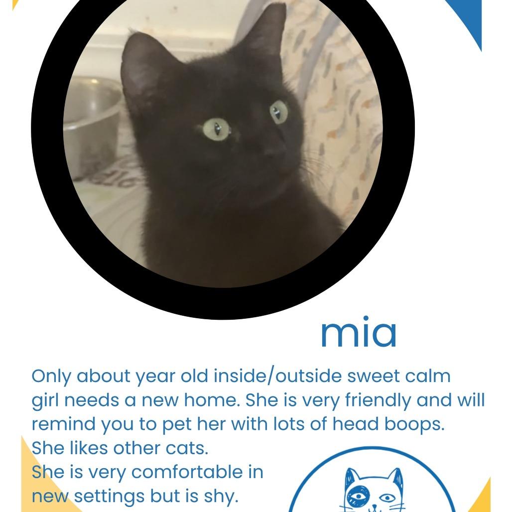 Mia, Adoptable, Young Female American Shorthair.