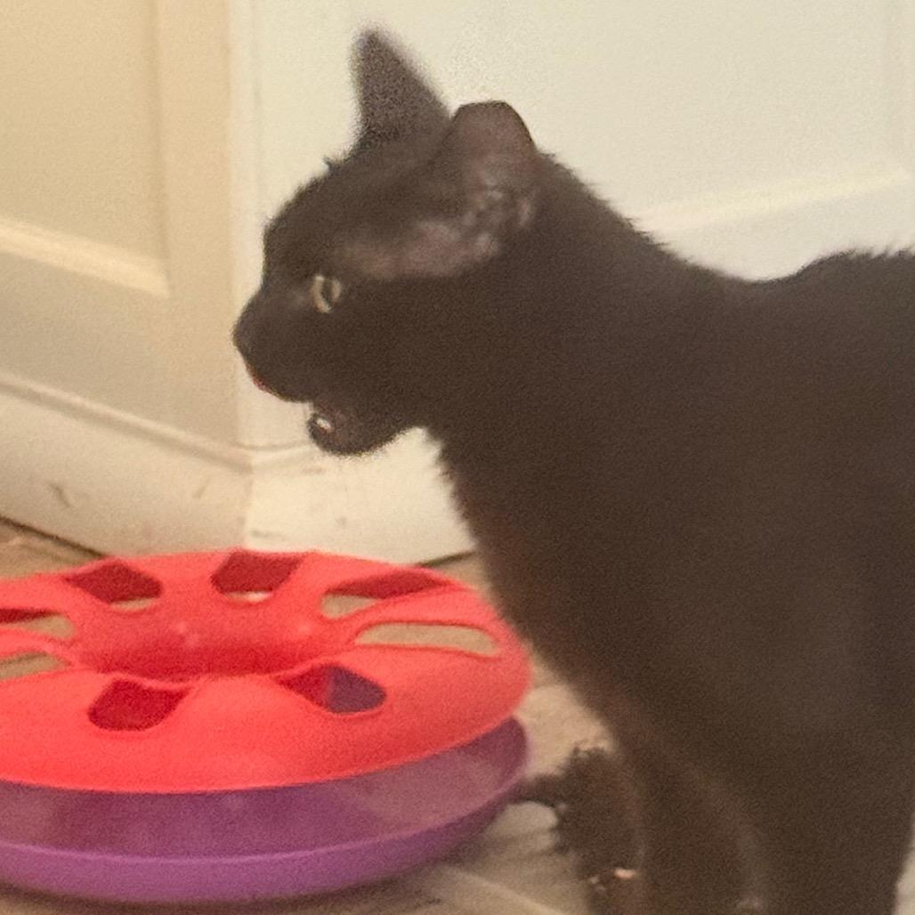 Enlarge Mia, a Adoptable American Shorthair in SANTA ROSA BEACH, FL image 2/3