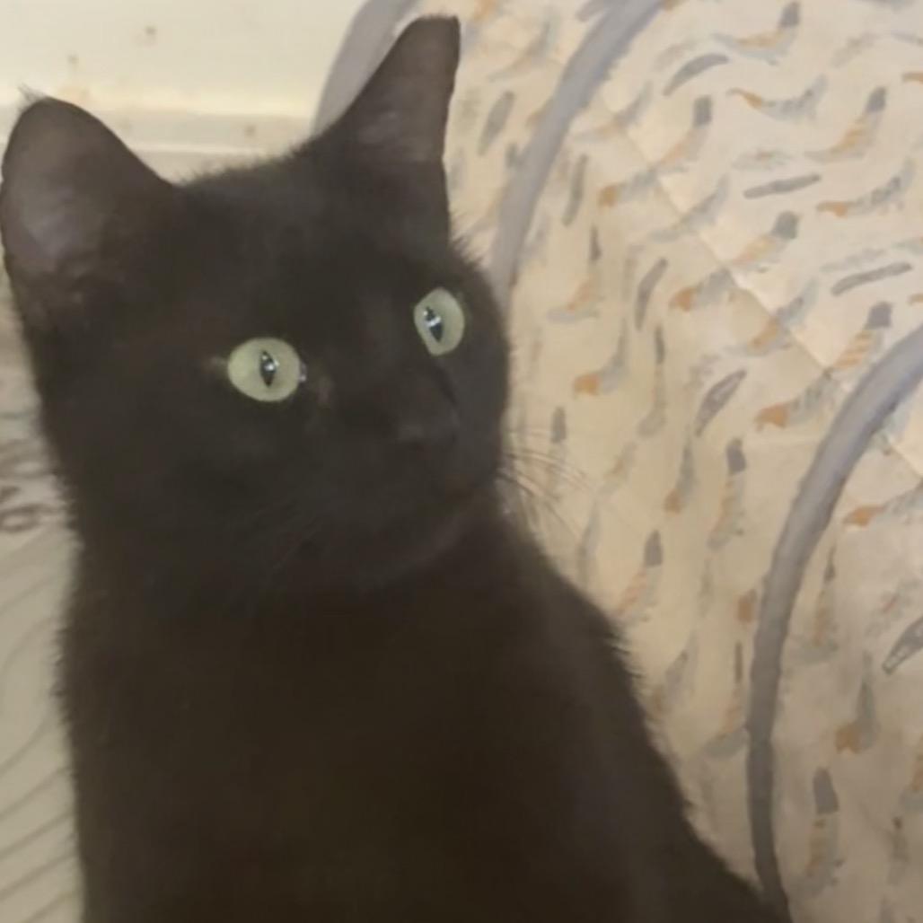 Enlarge Mia, a Adoptable American Shorthair in SANTA ROSA BEACH, FL image 3/3