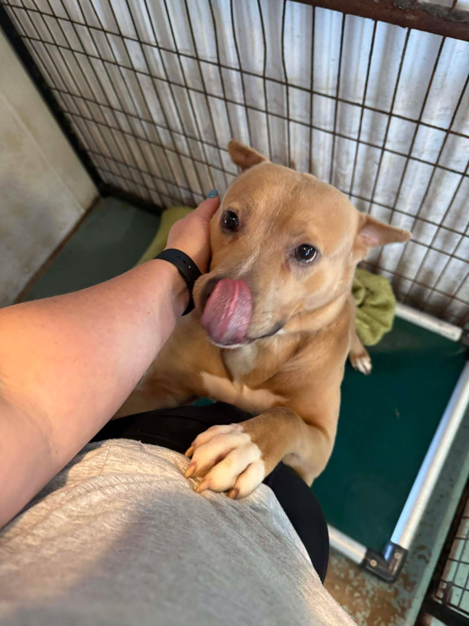 Chucky, Adoptable, Young Male Mixed Breed.