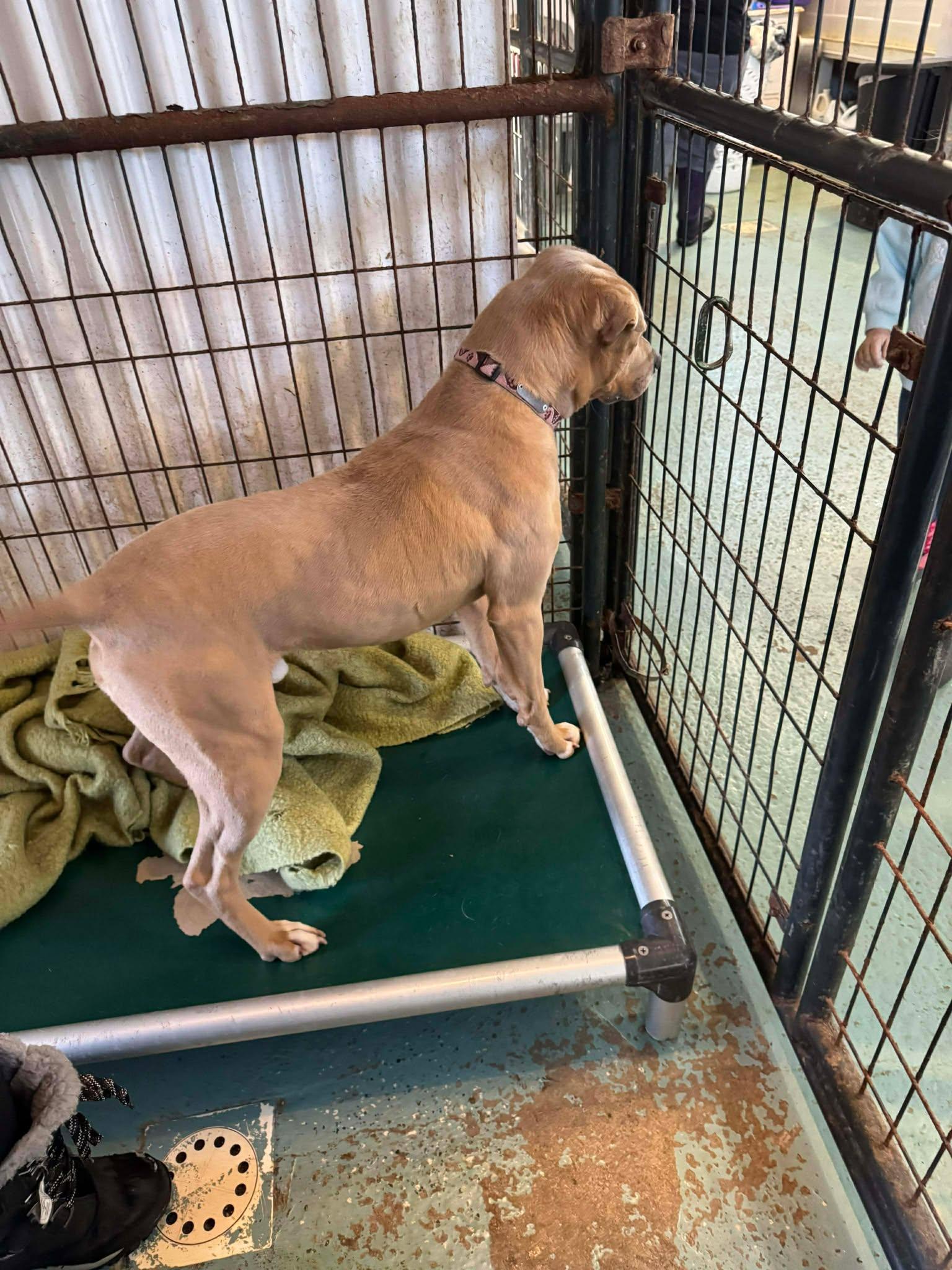 Enlarge Chucky, a Adoptable Mixed Breed in Heuvelton, NY image 3/6