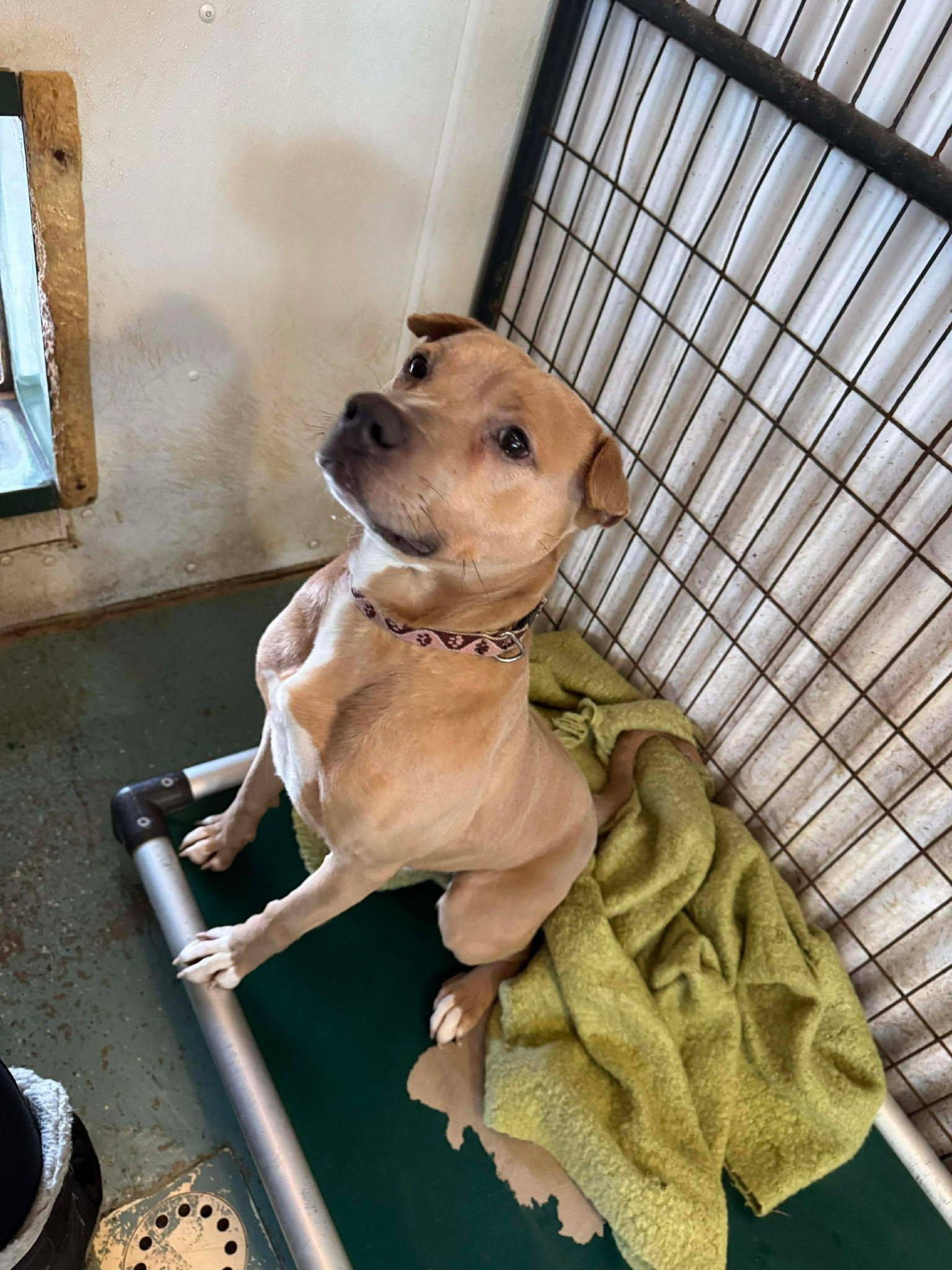 Enlarge Chucky, a Adoptable Mixed Breed in Heuvelton, NY image 1/6