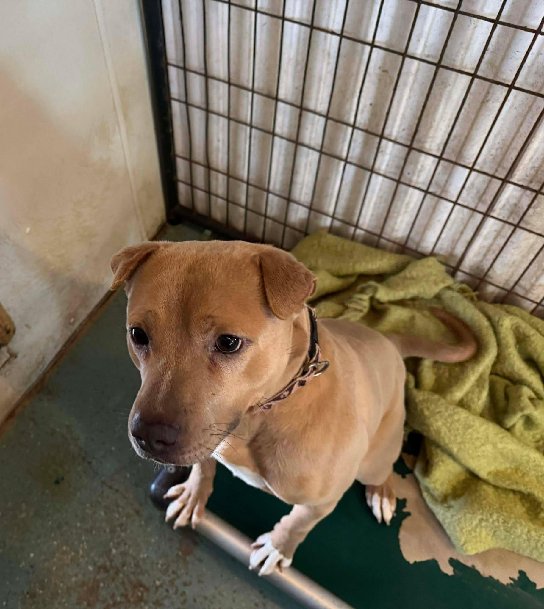 Enlarge Chucky, a Adoptable Mixed Breed in Heuvelton, NY image 4/6