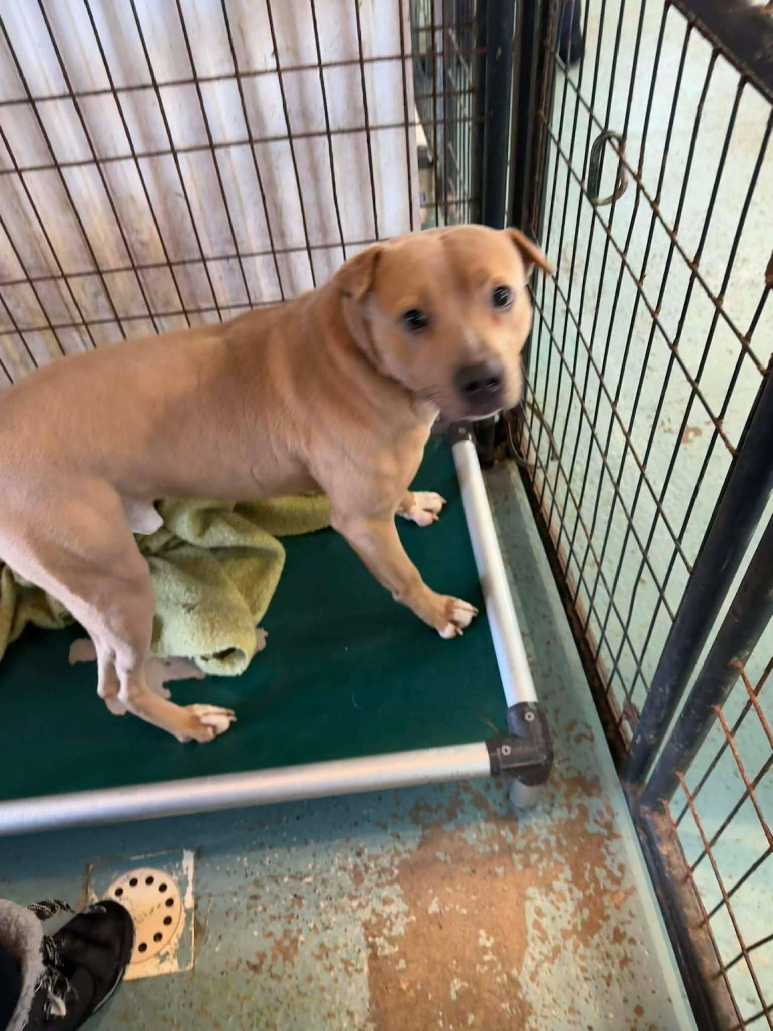 Enlarge Chucky, a Adoptable Mixed Breed in Heuvelton, NY image 5/6