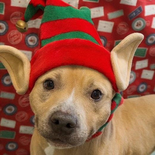 Enlarge Chucky, a ADOPTABLE mixed breed in Heuvelton, NY image 1/1