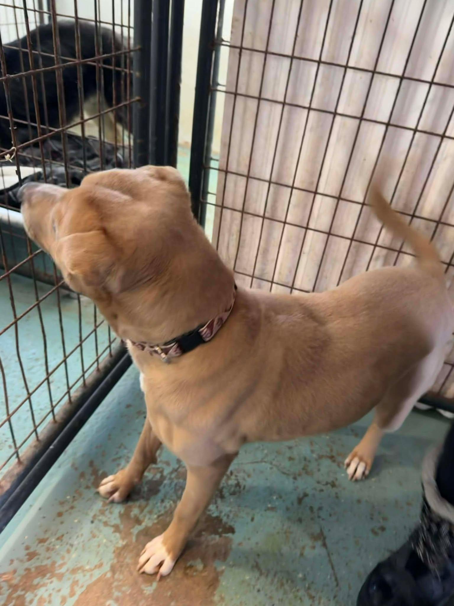 Enlarge Chucky, a Adoptable Mixed Breed in Heuvelton, NY image 2/6