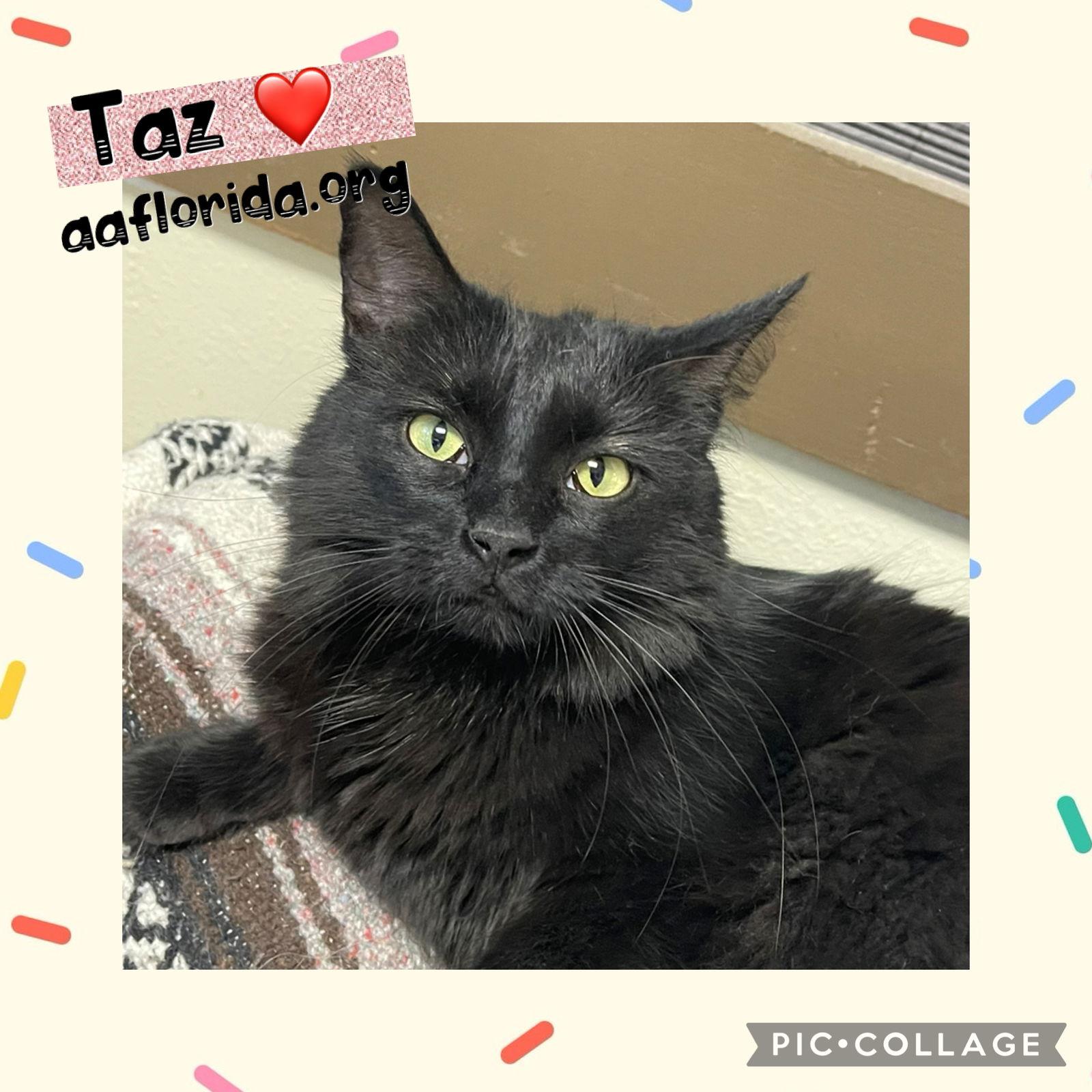 Taz *Cyd, Adoptable, Young Female Domestic Medium Hair.
