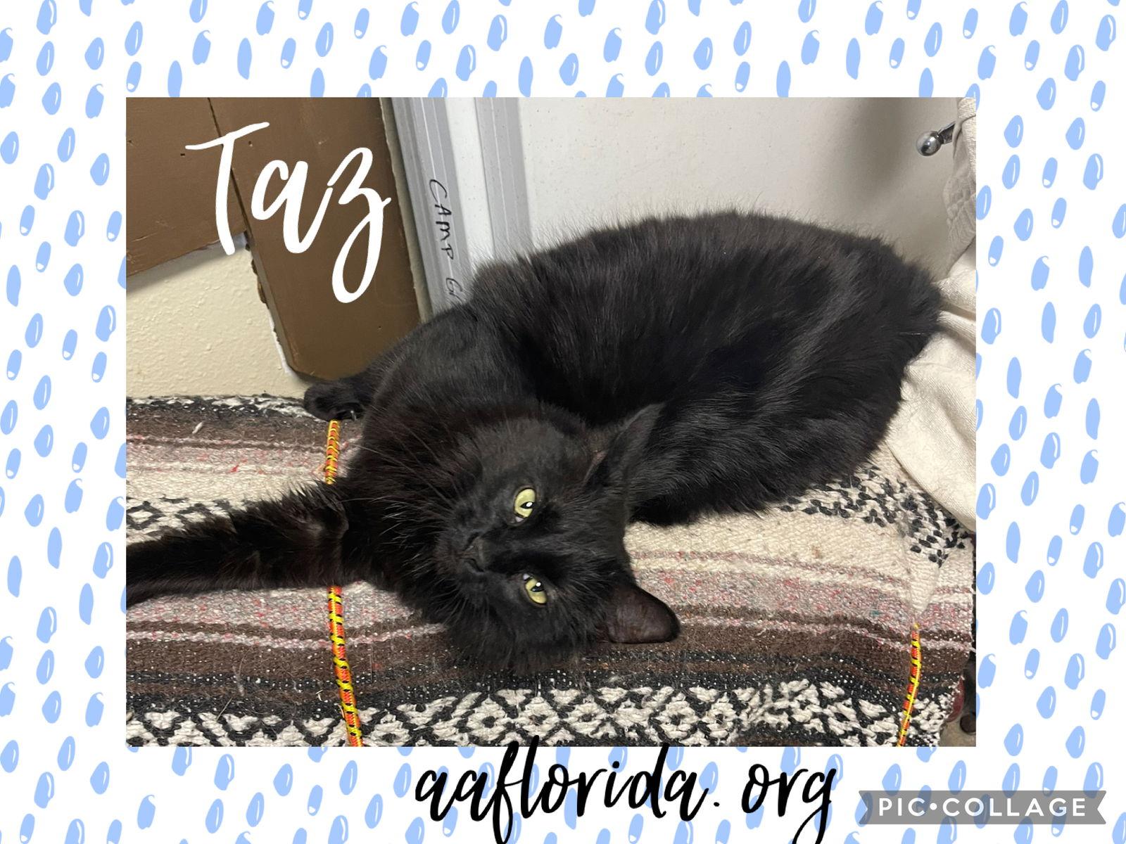 Enlarge Taz *Cyd, a Adoptable Domestic Medium Hair in Pensacola, FL image 2/3