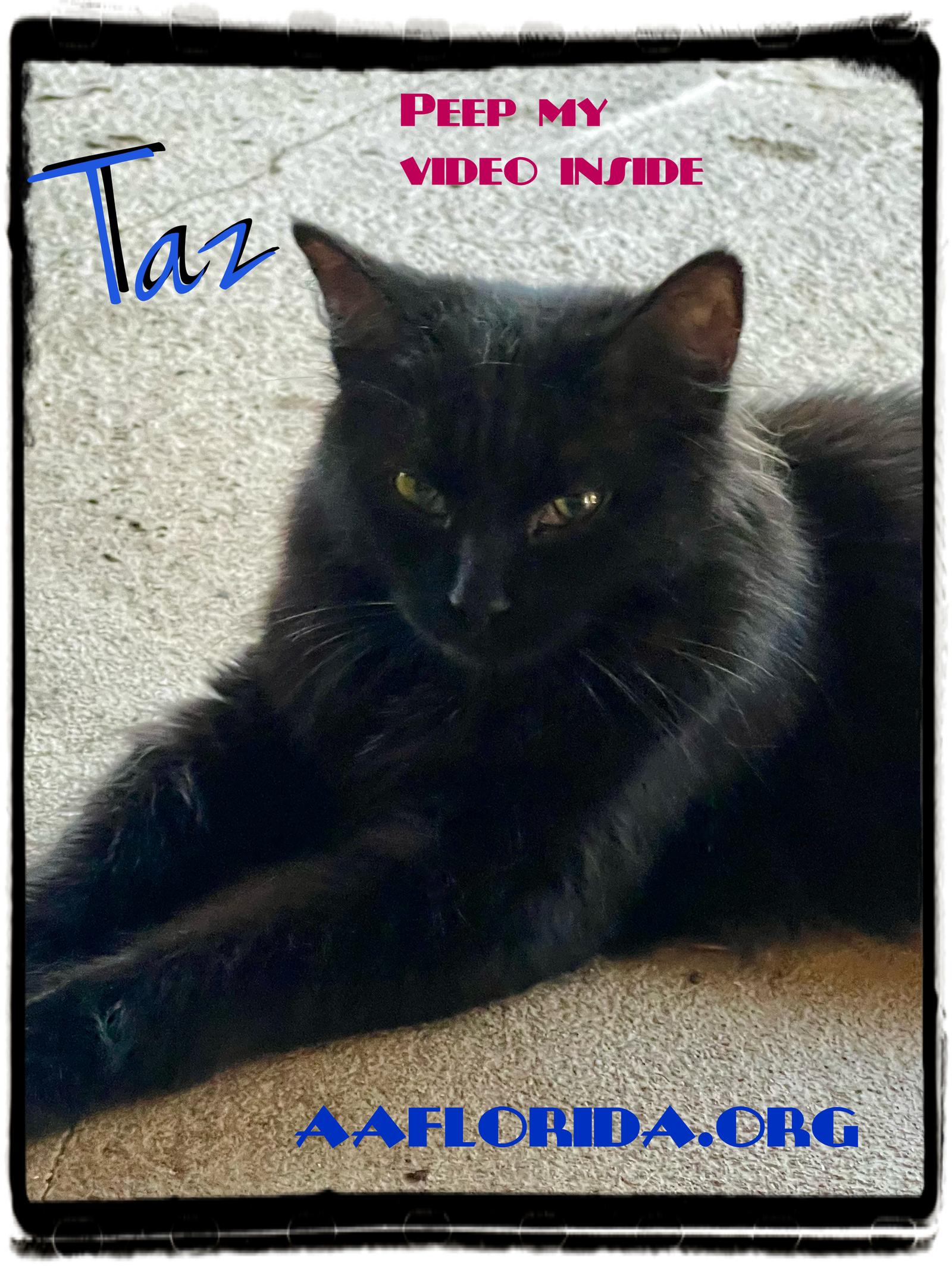 Enlarge Taz *Cyd, a Adoptable Domestic Medium Hair in Pensacola, FL image 3/3