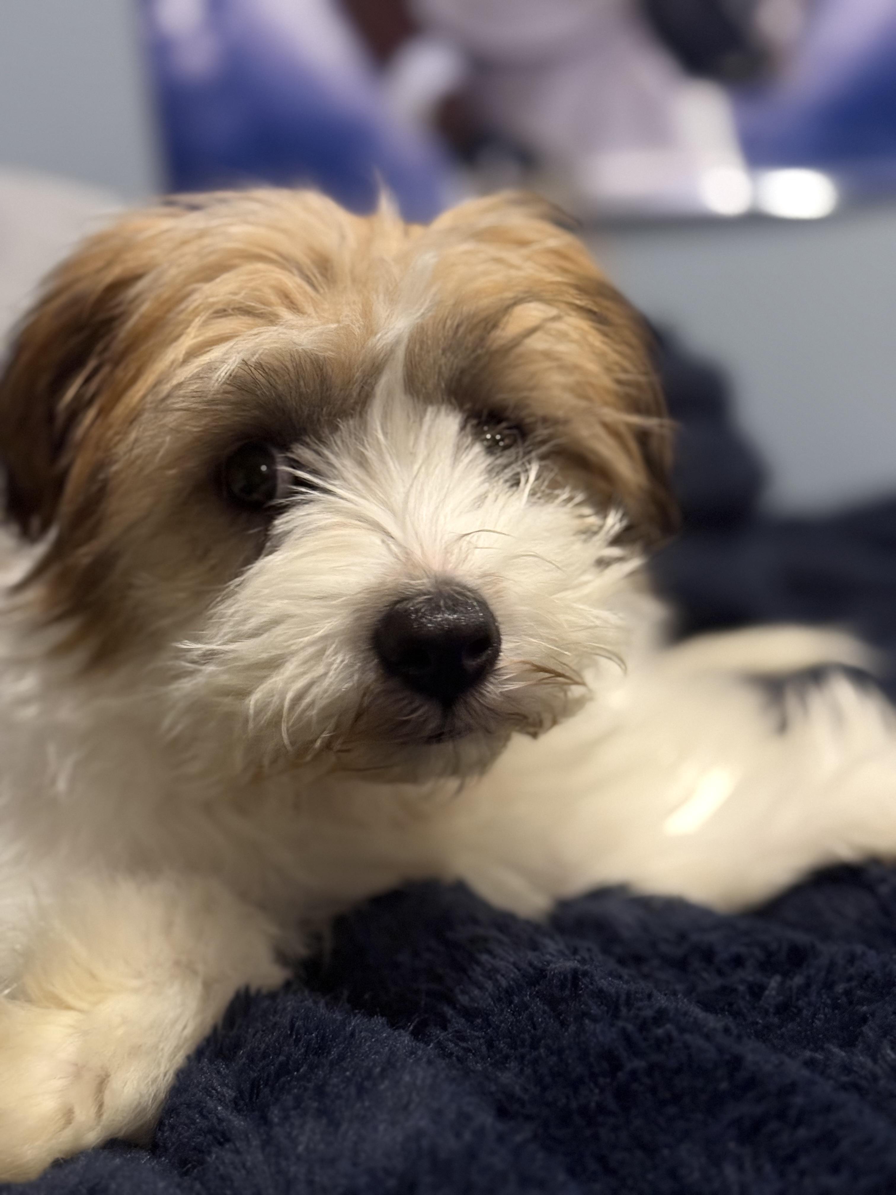 Enlarge Maribelle, a ADOPTABLE mixed breed in Wappingers Falls, NY image 3/6