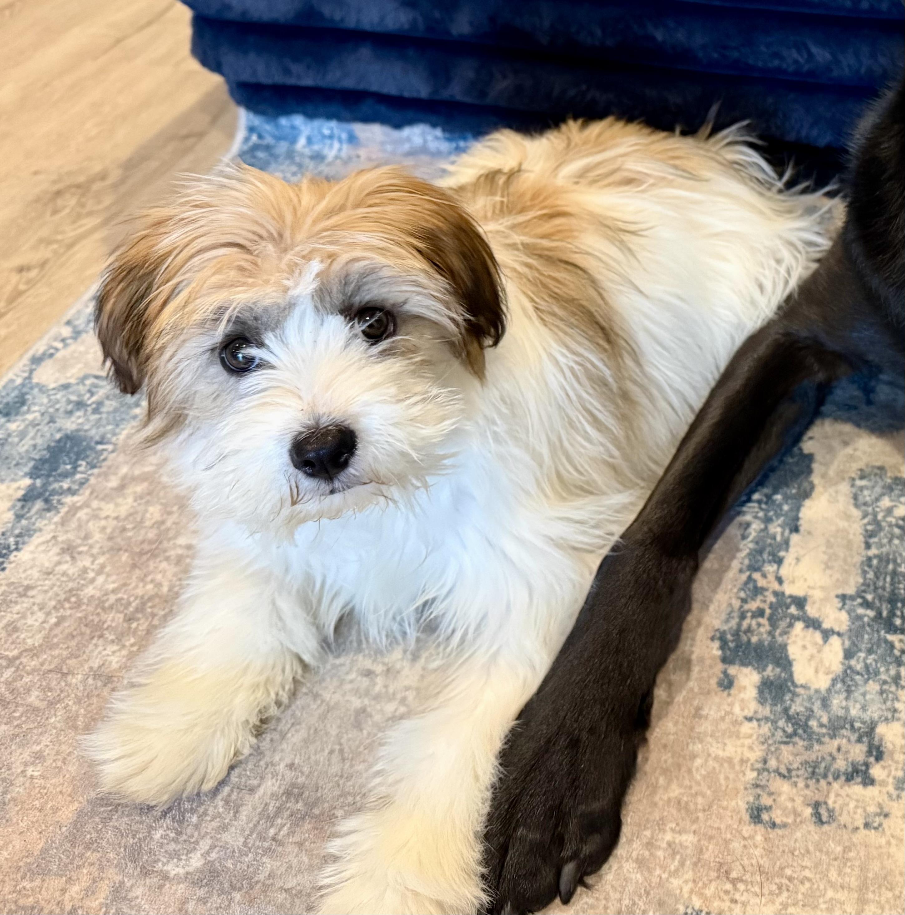 Enlarge Maribelle, a ADOPTABLE mixed breed in Wappingers Falls, NY image 4/6