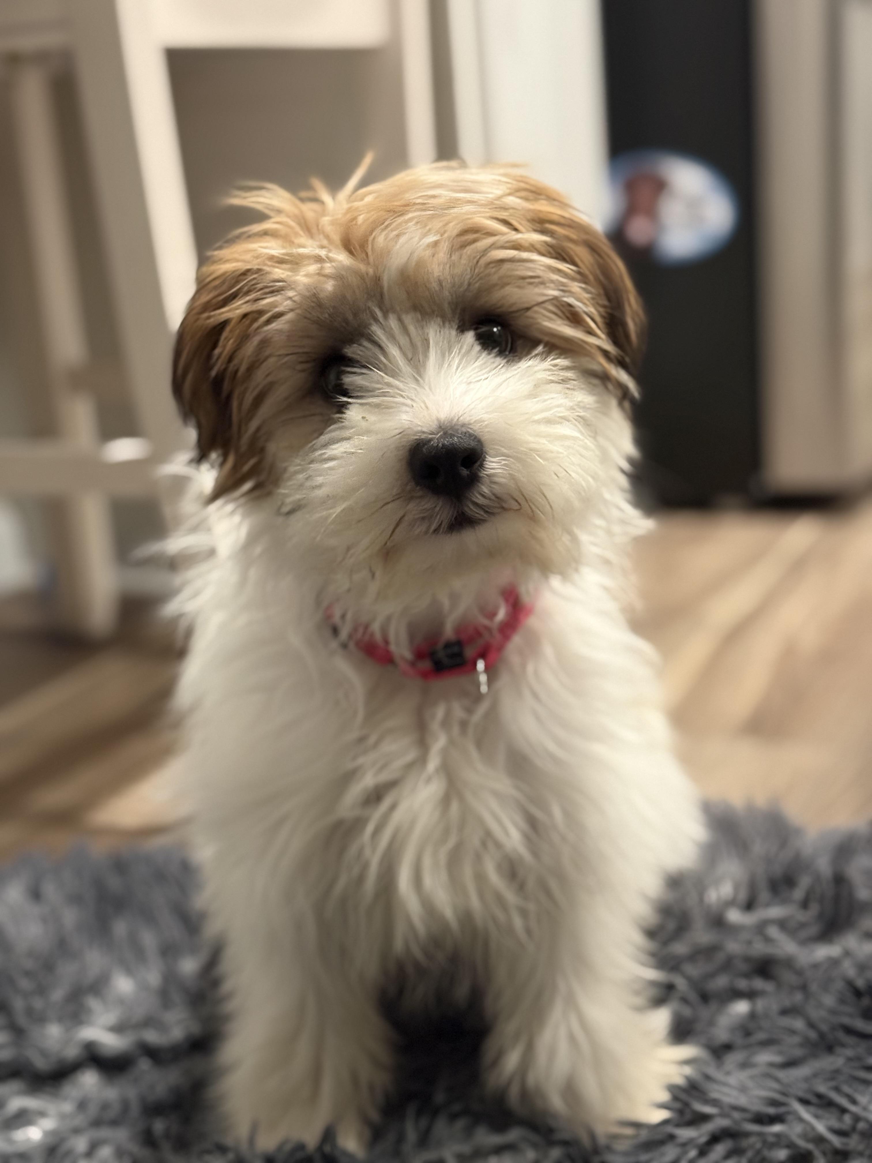 Enlarge Maribelle, a ADOPTABLE mixed breed in Wappingers Falls, NY image 6/6