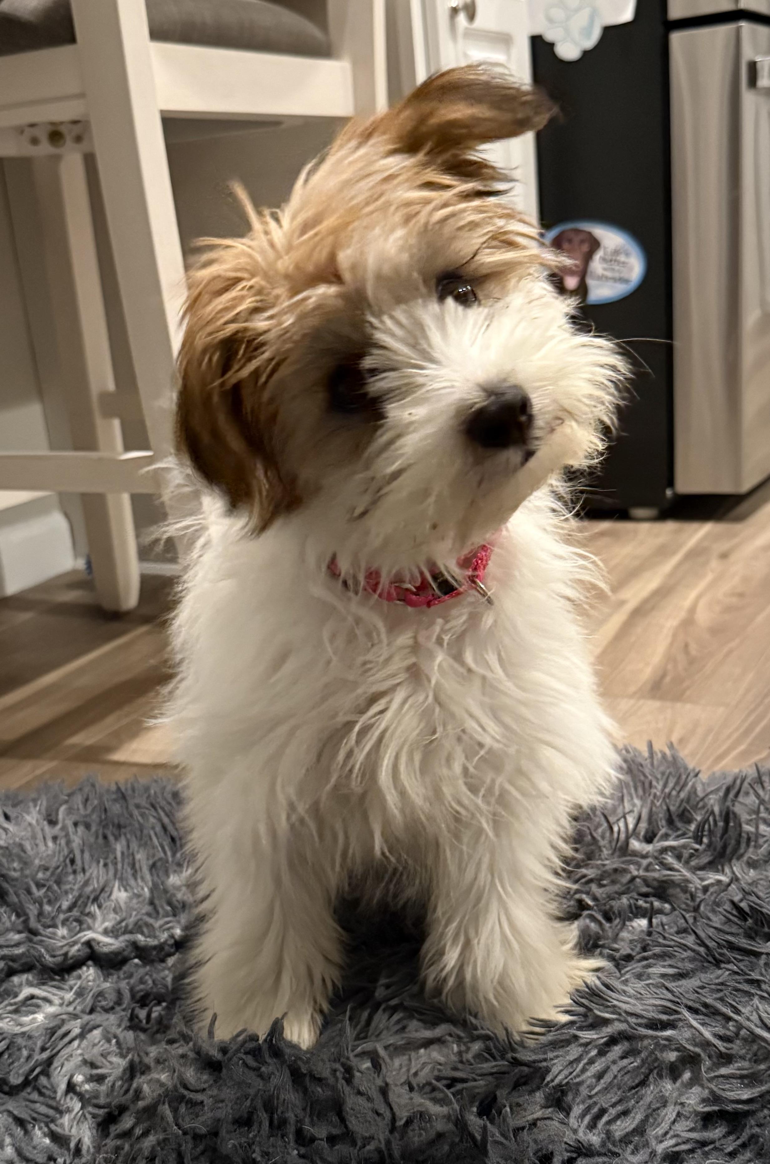 Enlarge Maribelle, a ADOPTABLE mixed breed in Wappingers Falls, NY image 1/6