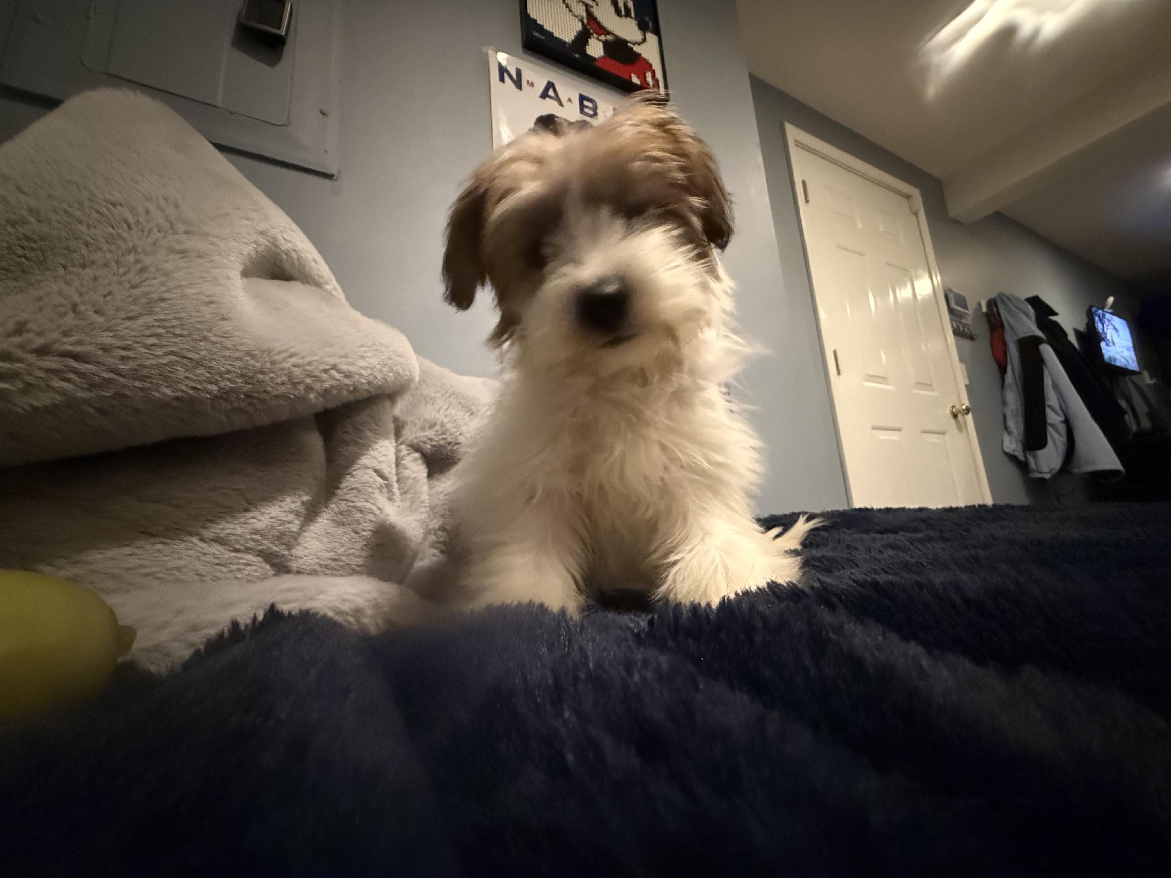 Enlarge Maribelle, a ADOPTABLE mixed breed in Wappingers Falls, NY image 5/6