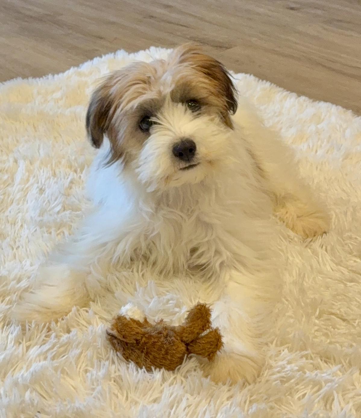 Enlarge Maribelle, a ADOPTABLE mixed breed in Wappingers Falls, NY image 2/6