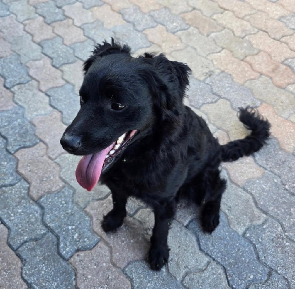 Enlarge LULU, a Adoptable mixed breed in Palm City, FL image 1/1