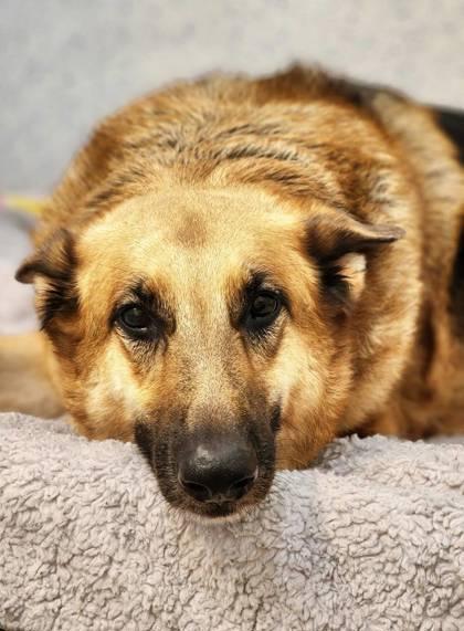 Enlarge Kovu, a Adoptable mixed breed in Roseville, CA image 1/3