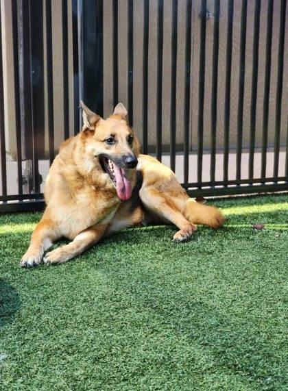 Enlarge Kovu, a Adoptable mixed breed in Roseville, CA image 2/3