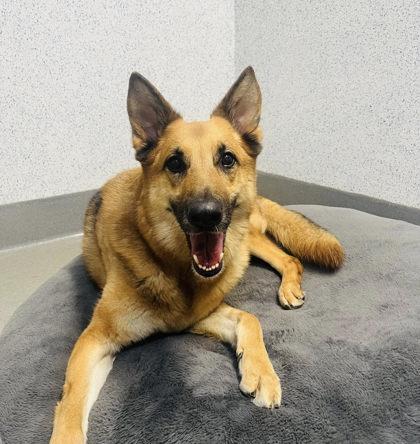 Enlarge Kovu, a Adoptable mixed breed in Roseville, CA image 1/3