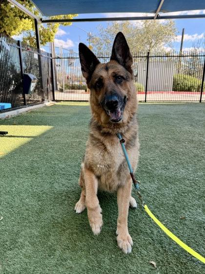 Kovu, a Adoptable mixed breed in Roseville, CA image 2/3