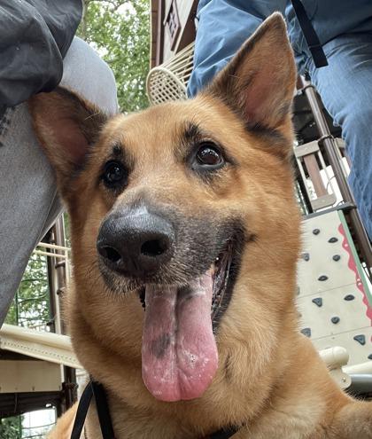 Enlarge Kovu, a Adoptable mixed breed in Roseville, CA image 2/3