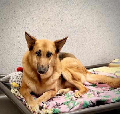 Enlarge Kovu, a Adoptable mixed breed in Roseville, CA image 3/3