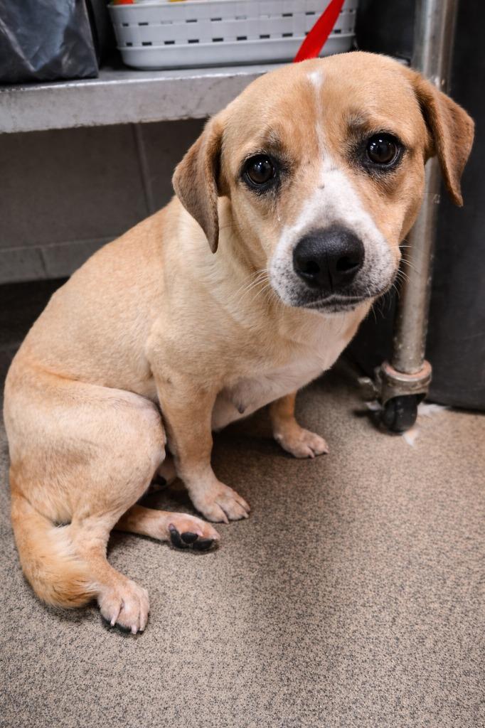 Enlarge Joanne, a Adoptable mixed breed in Rome, GA image 1/4