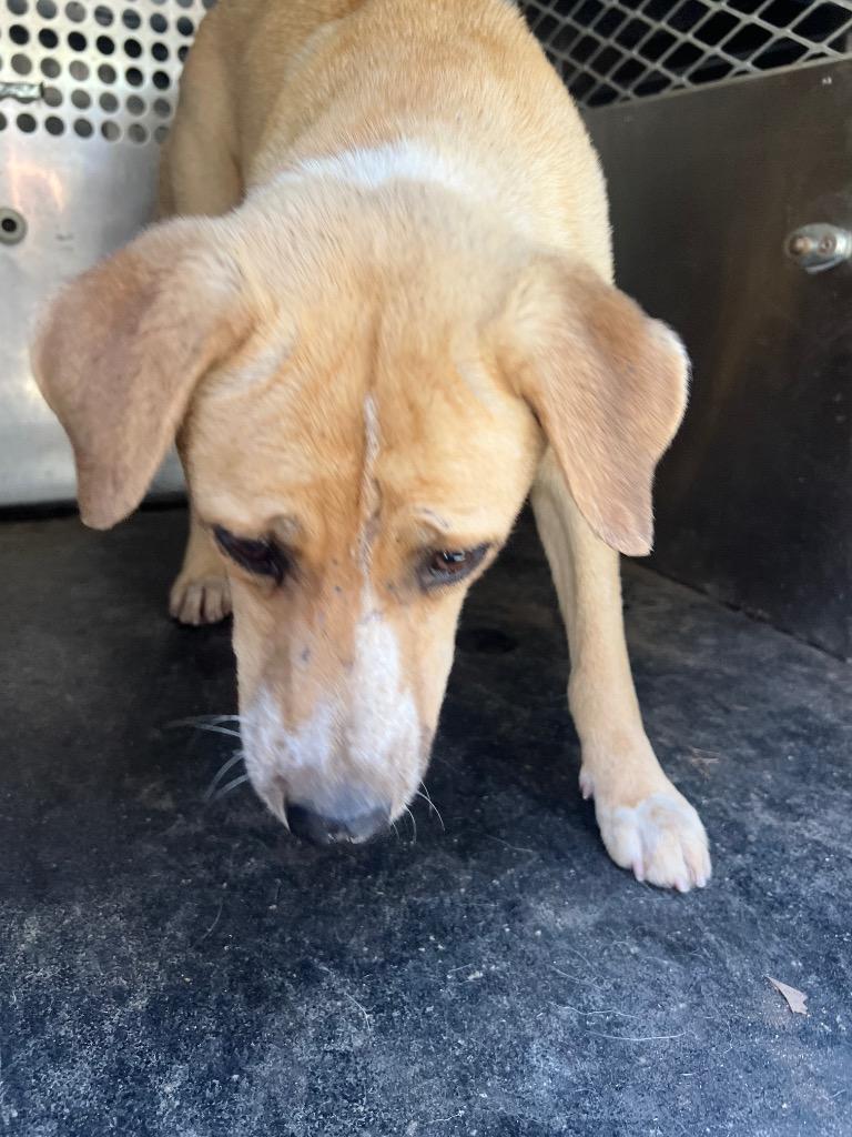 Enlarge Joanne, a Adoptable mixed breed in Rome, GA image 2/4