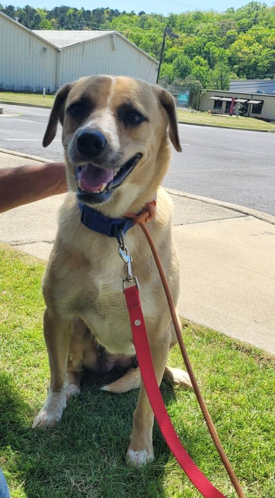 Enlarge Joanne, a Adoptable mixed breed in Rome, GA image 3/4