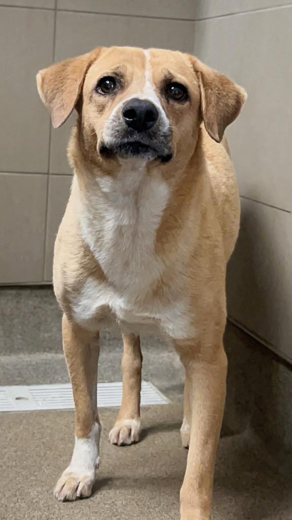Enlarge Joanne, a Adoptable mixed breed in Rome, GA image 4/4