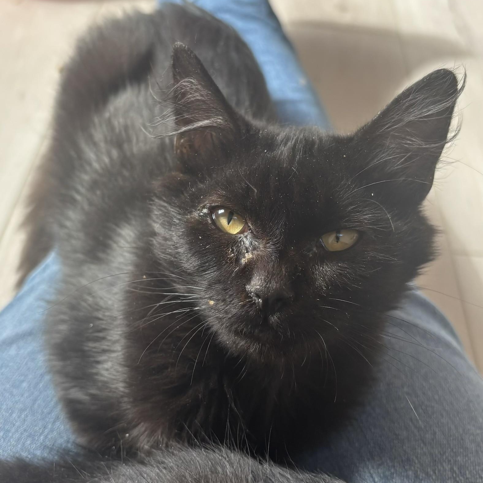 McNugget, Adoptable, Kitten Female Domestic Medium Hair.
