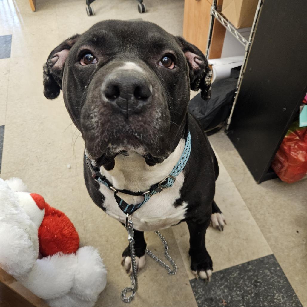 Enlarge Diesel, a Adoptable Mixed Breed in Fairport, NY image 1/6