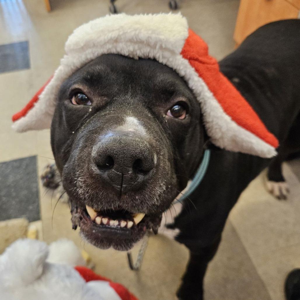 Enlarge Diesel, a Adoptable Mixed Breed in Fairport, NY image 3/6