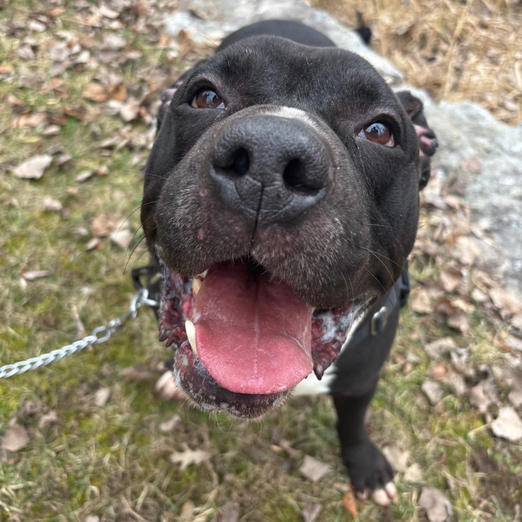 Enlarge Diesel, a Adoptable Mixed Breed in Fairport, NY image 4/6