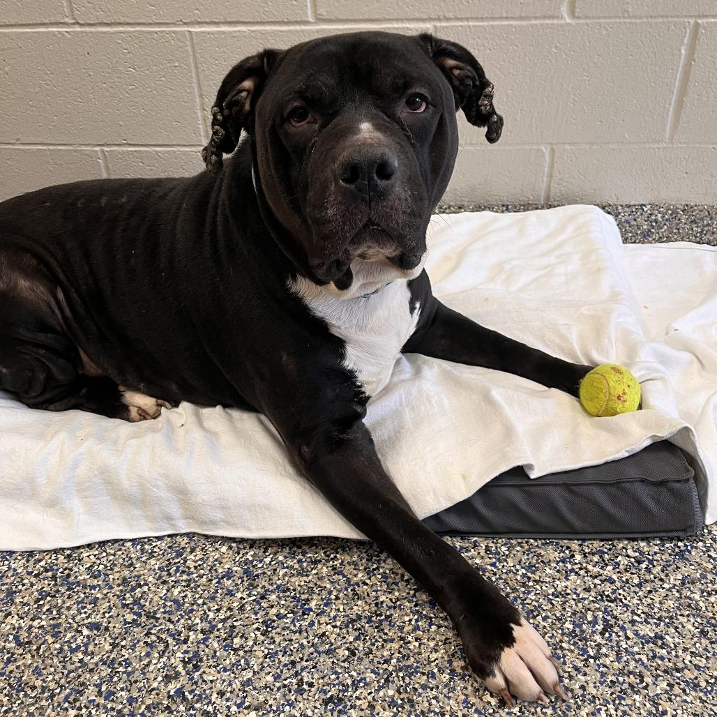 Enlarge Diesel, a Adoptable Mixed Breed in Fairport, NY image 4/6