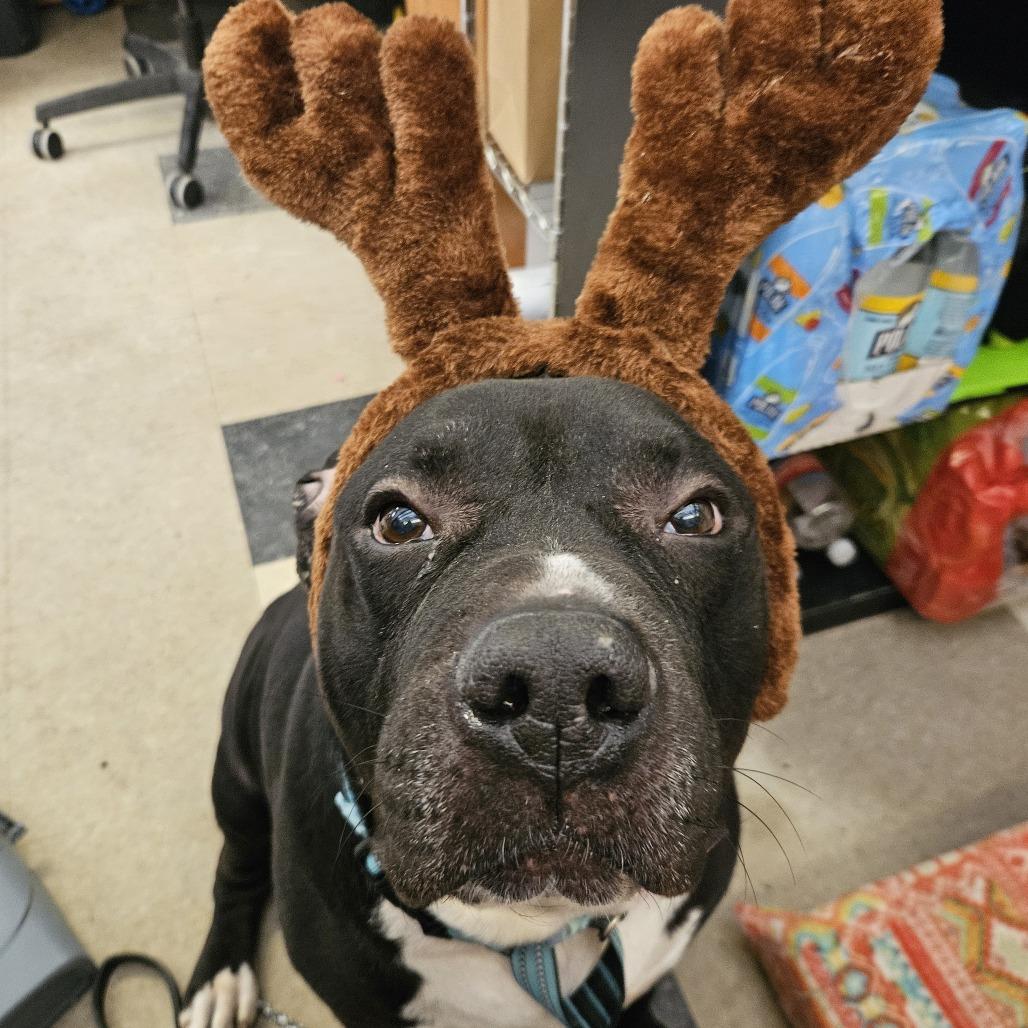 Enlarge Diesel, a Adoptable Mixed Breed in Fairport, NY image 5/6