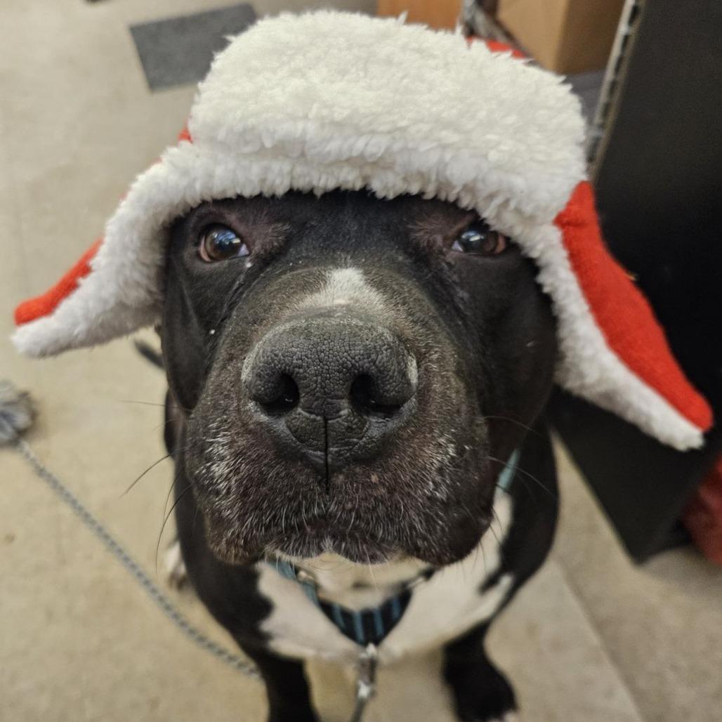 Enlarge Diesel, a Adoptable Mixed Breed in Fairport, NY image 6/6