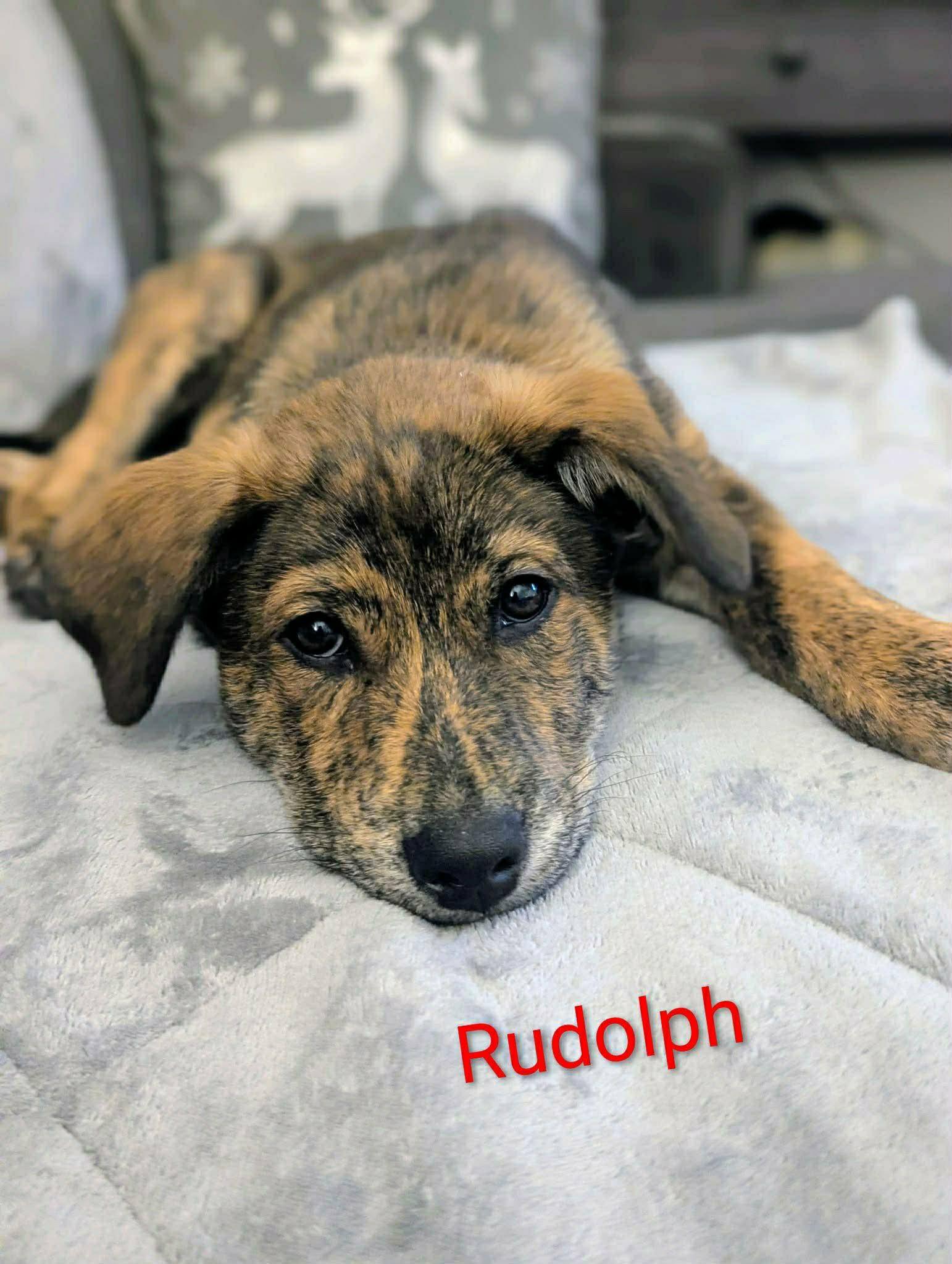 Rudolph (20260110-02)