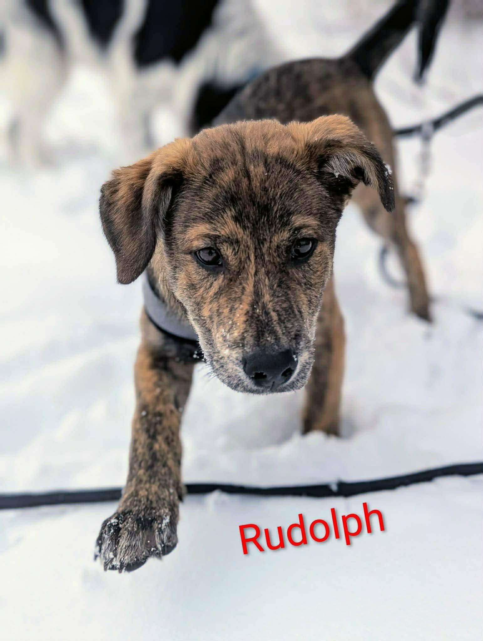 Rudolph (20260110-02) — thumbnail 3