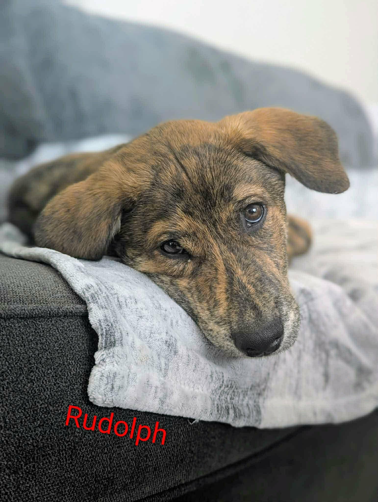 Rudolph (20260110-02) — thumbnail 4