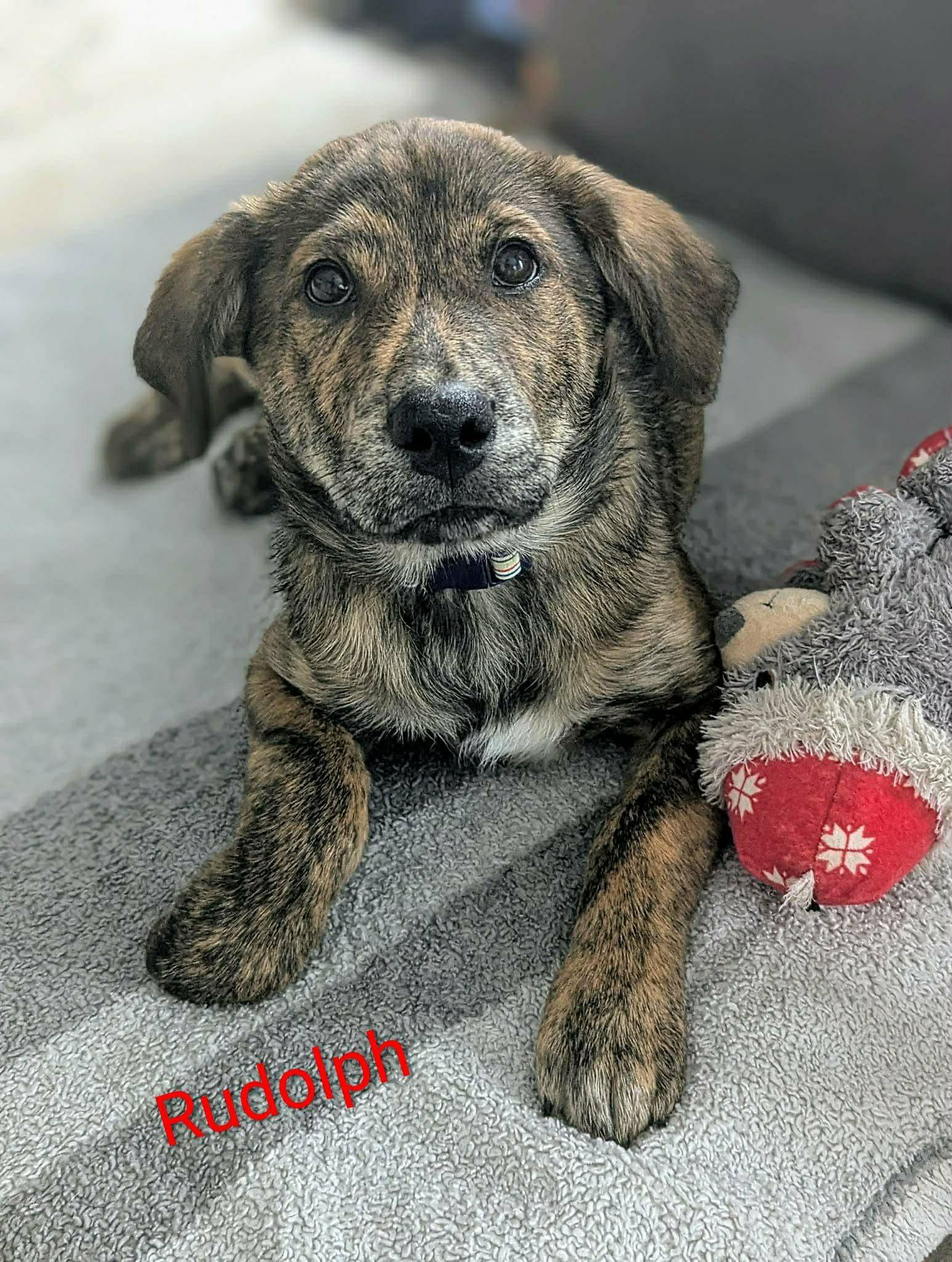 Rudolph (20260110-02) — thumbnail 5