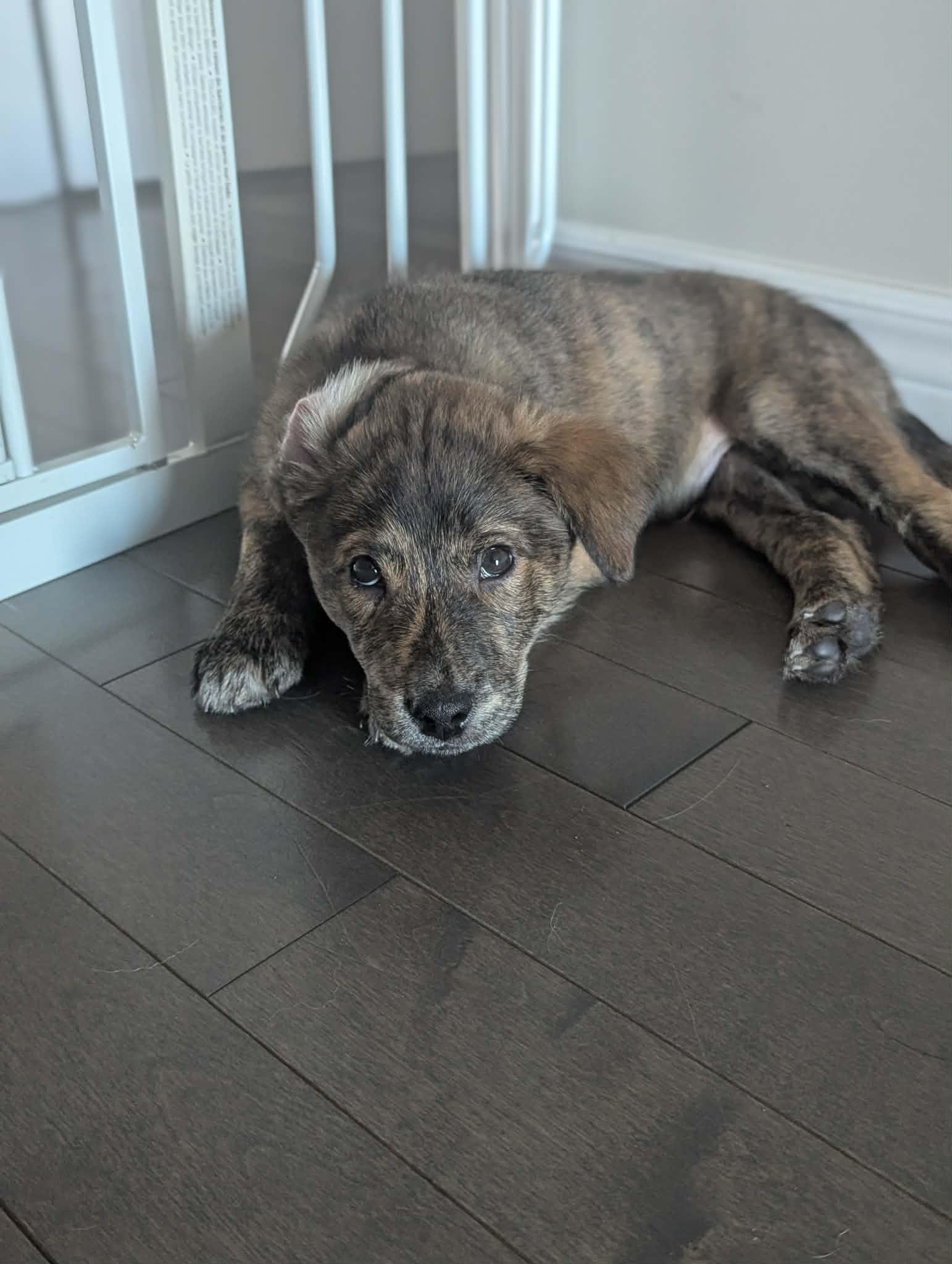 Rudolph (20260110-02) — thumbnail 6