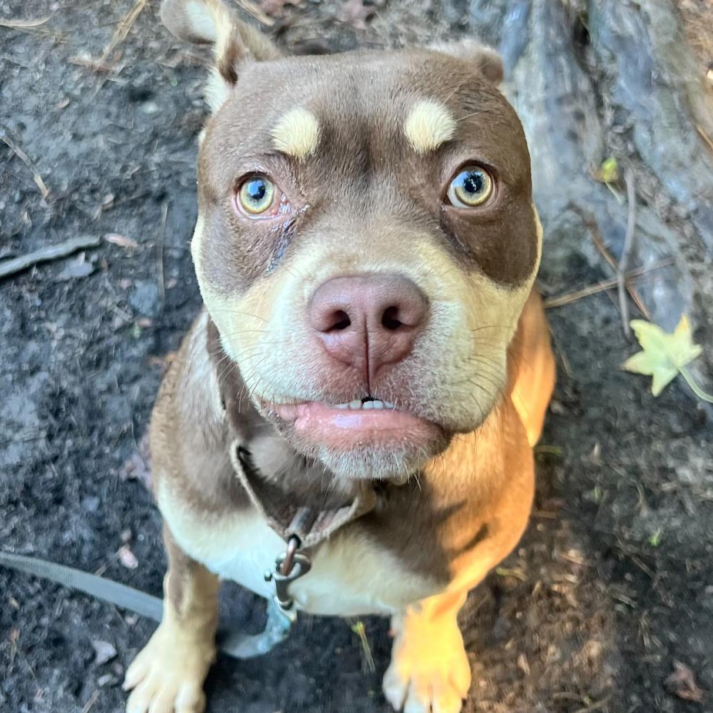 Enlarge Izzie, a Adoptable Mixed Breed in Summerville, SC image 2/3