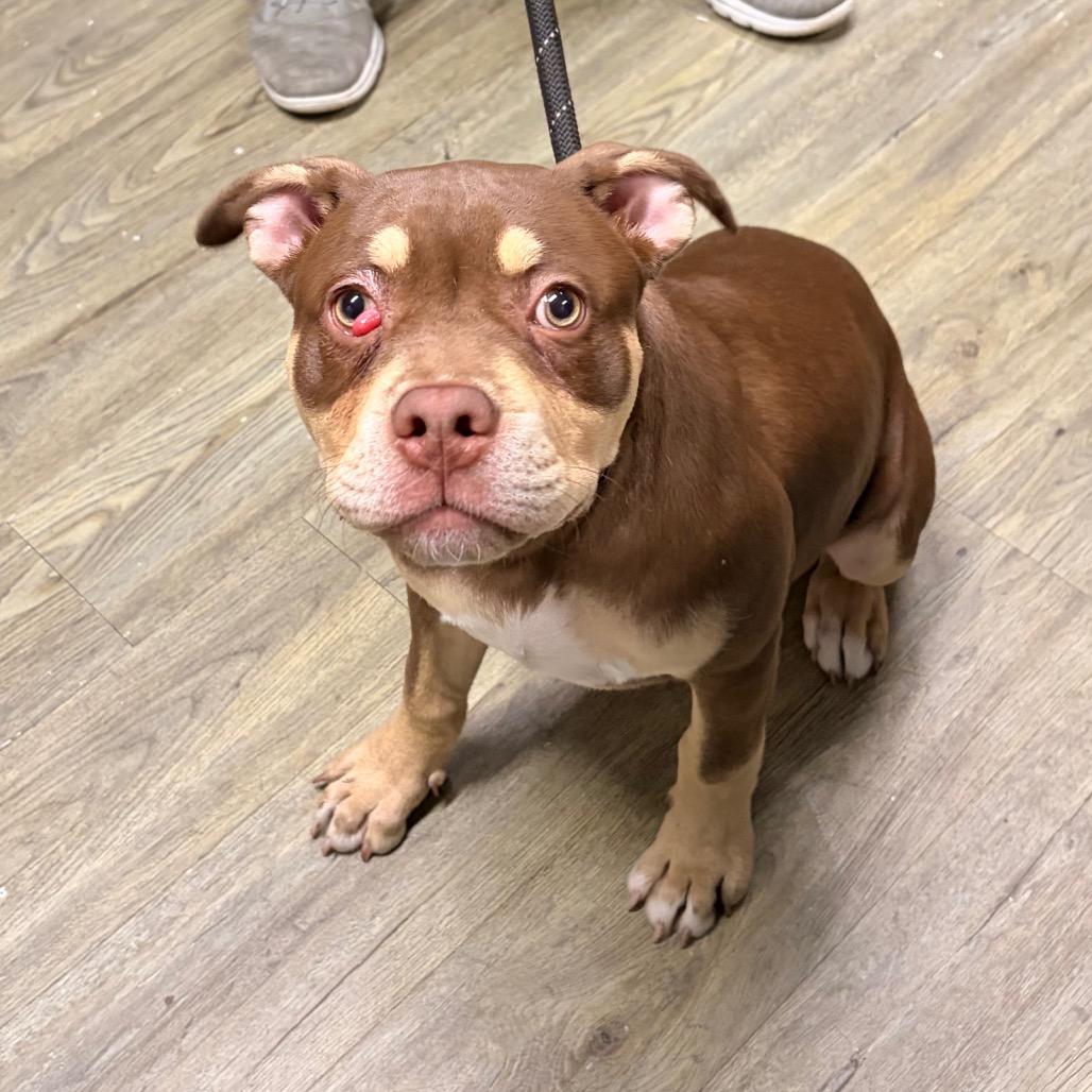 Enlarge Izzie, a Adoptable Mixed Breed in Summerville, SC image 3/3