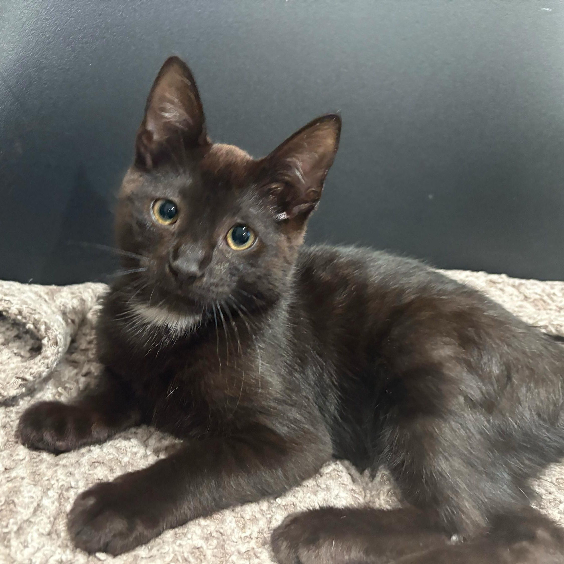 Buttons, a Adoptable Domestic Short Hair in East Brunswick, NJ image 3/5