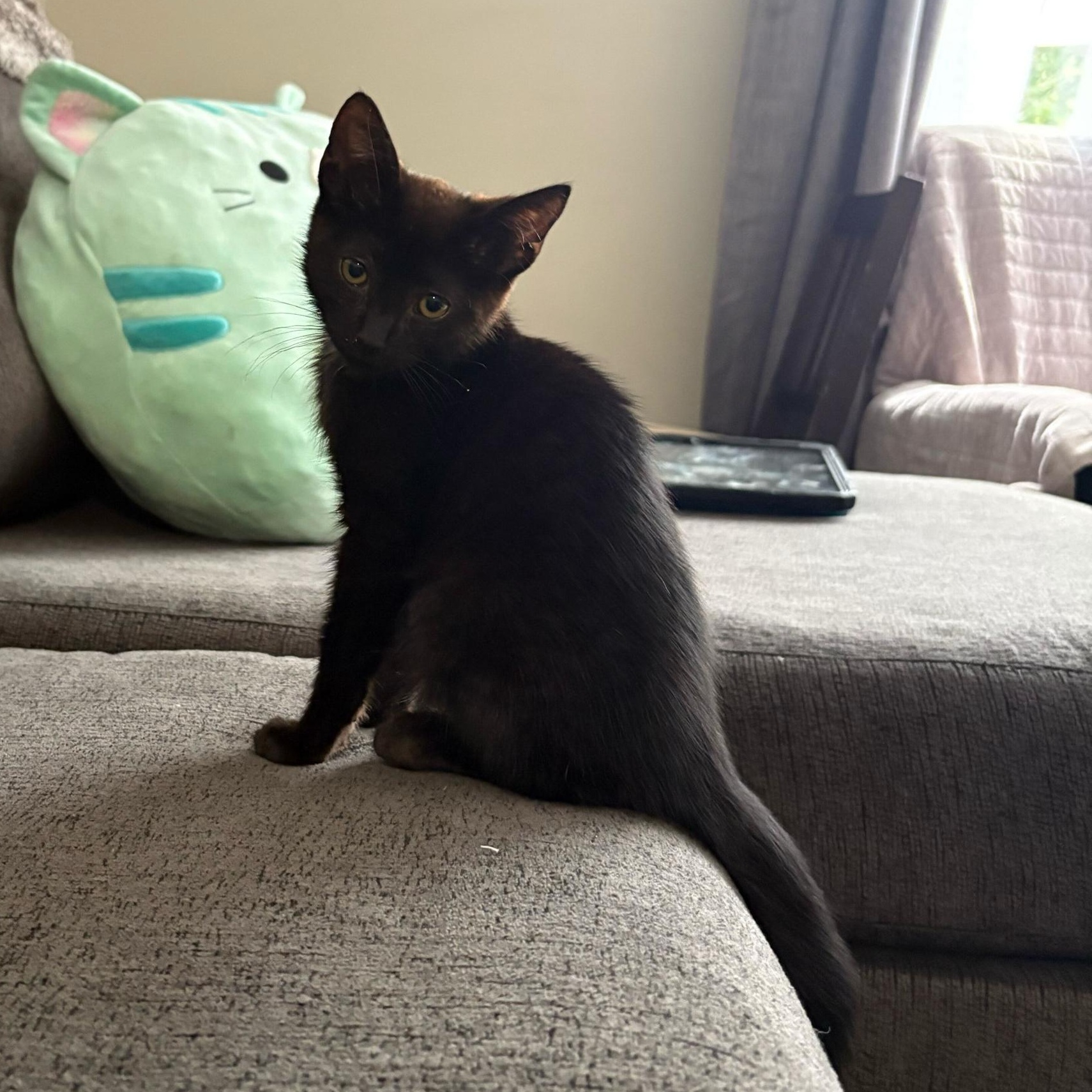 Buttons, a Adoptable Domestic Short Hair in East Brunswick, NJ image 4/5