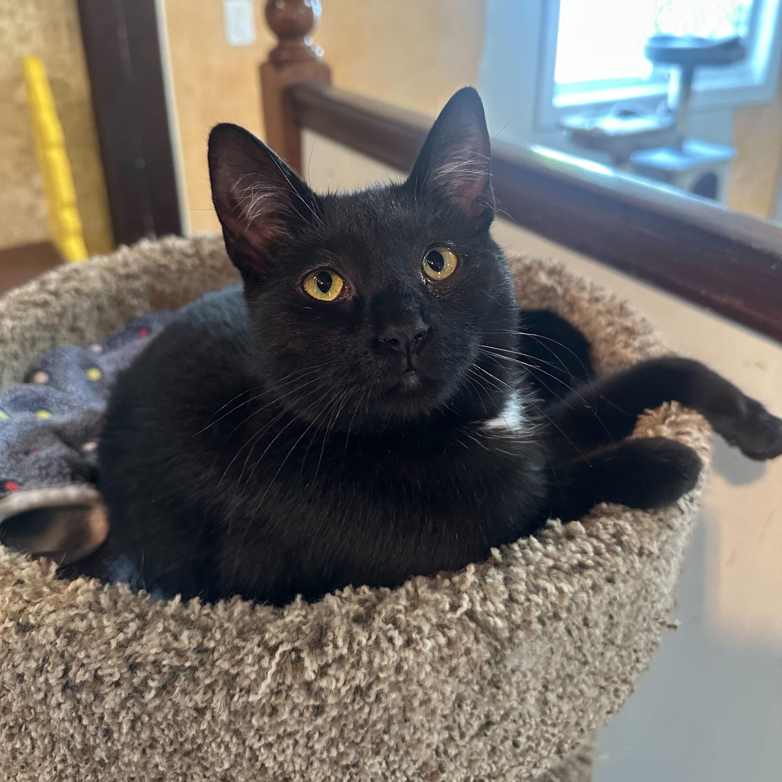 Buttons, Adoptable, Kitten Female Domestic Short Hair.